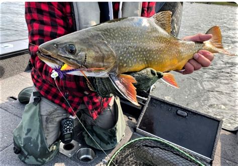 what are the water quality parameters for brook trout